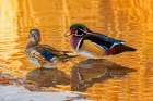 USA, Colorado, Fort Collins. American wood duck pair in water. Art Print
